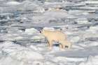 Norway, Svalbard. Polar bear mother and cub on pack ice in Arctic Ocean. Coastal Print
